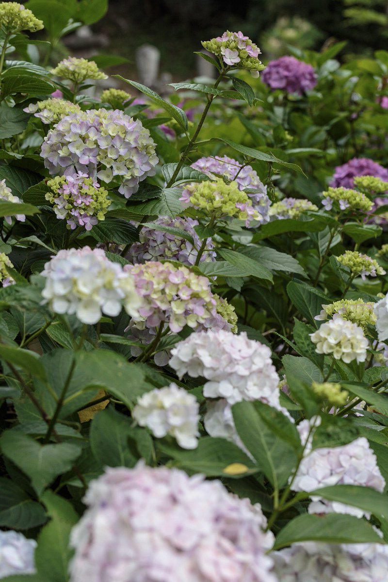 kaz_e46's tweet photo. #あじさい が見頃ですね!ウィーク①
#紫陽花 #あじさい寺 #yamanashi #japan
#f004 #sp90 #tamron #タムキュー #タムロン #canon #canon6d #eos #eos6d https://t.co/REKypJcM8x