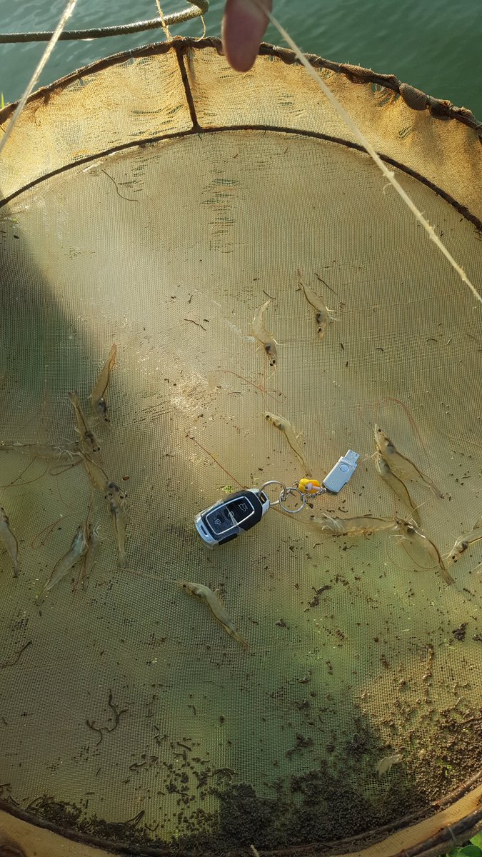 White leg shrimp reared in fresh water