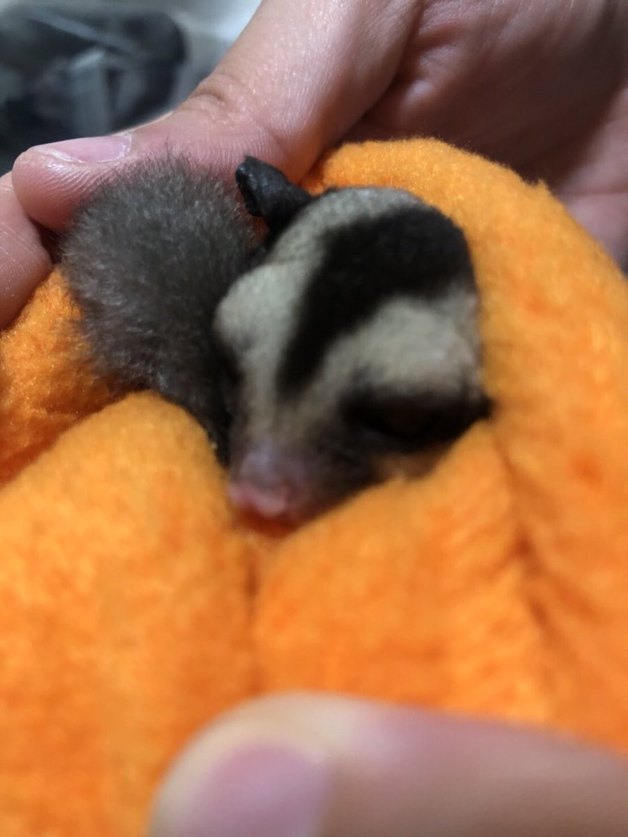 Kazuhiro9623's tweet photo. フクロモモンガ飼うことになりました。名前を何にしよう？ https://t.co/WavWtfq6gi
