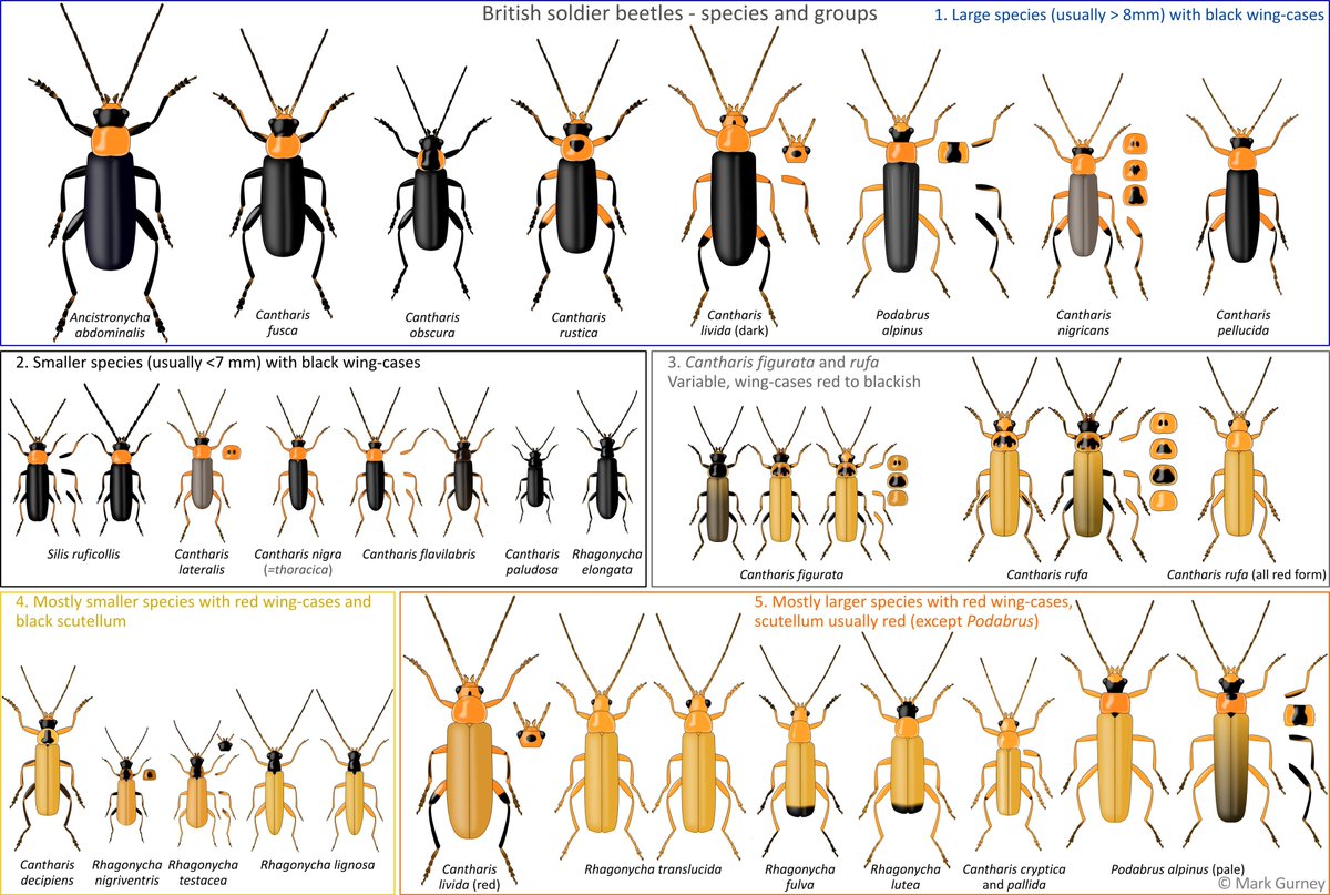 Black Beetle Identification Chart
