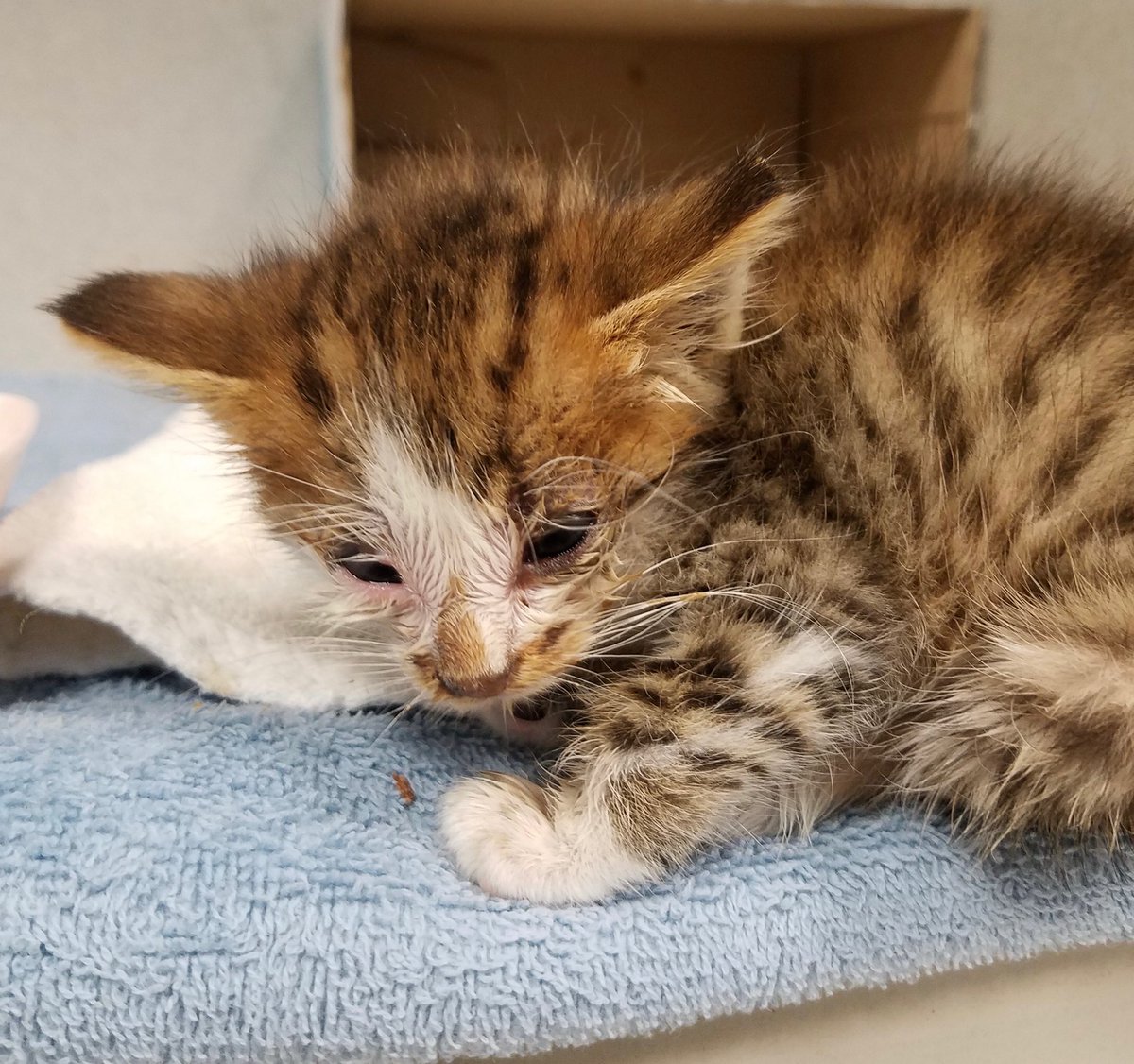 cat not eating enough