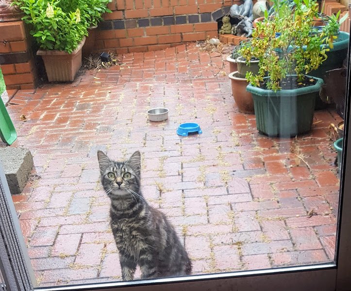 AllotmentCat's tweet photo. This is the kitten who sits outside my human's door. My human started to put food out but she would not eat until my human went inside. She started getting braver, and guess what happened today - she came to my human and let her stroke her! Human was shocked but happy. https://t.co/C7DOKs7Ds3