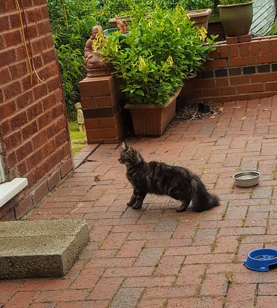 AllotmentCat's tweet photo. This is the kitten who sits outside my human's door. My human started to put food out but she would not eat until my human went inside. She started getting braver, and guess what happened today - she came to my human and let her stroke her! Human was shocked but happy. https://t.co/C7DOKs7Ds3