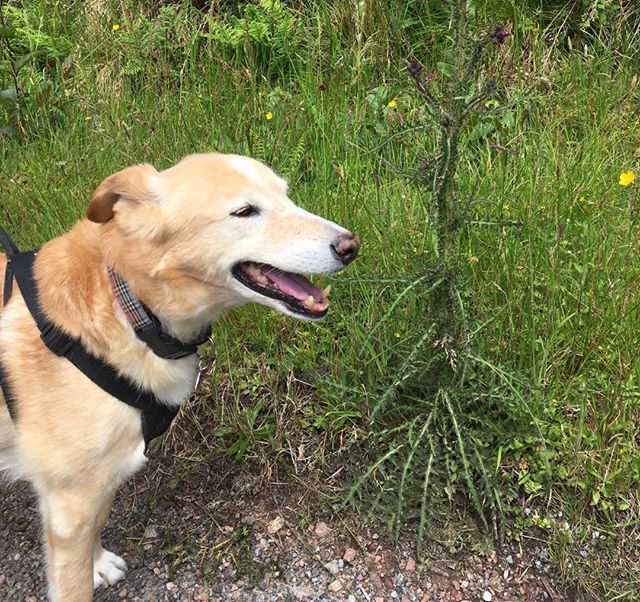 A sober dog looks at the thistle... Apologies to Hugh M #rescuedog #agoalwithoutaplanisjustawish #adreamwithoutaplanisjustawish #desertdog #beldidog #summerdreams #thewaywesoundtellsthestoryofwhoweare #growboldnotold2020 #growboldnotold #adoptnotshop # … bit.ly/2Y4NKkt