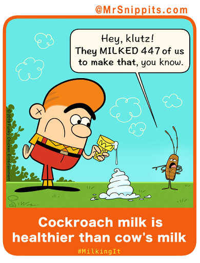 MrSnippits's tweet photo. The Pacific Beetle #Cockroach is the only one that gives birth to live young and produces milk-like protein crystals that contain more than 3 TIMES the energy of an equivalent mass of dairy .  A high calorie and protein rich meal that can even deliver itself to you! #MilkingIt https://t.co/8XcXbkxGgK
