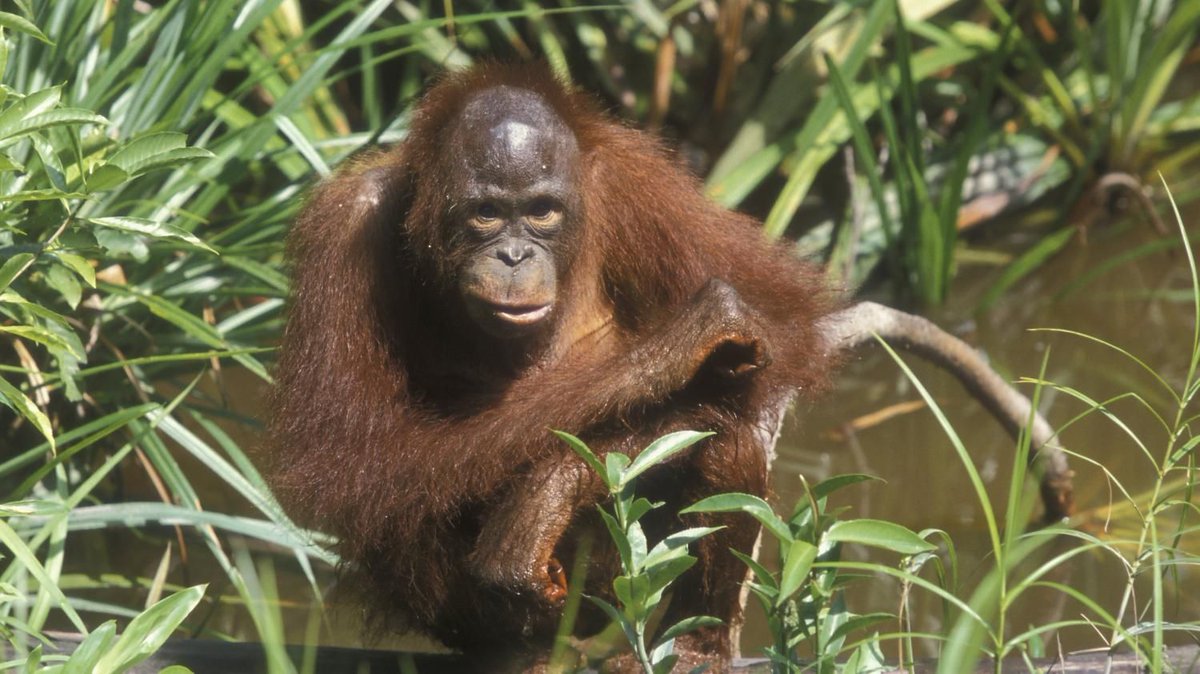 Vetitude's tweet photo. #Orangs-outans : une école pour se réadapter à la vie sauvage https://t.co/LemQclVFLq https://t.co/J3eCwx9qIy
