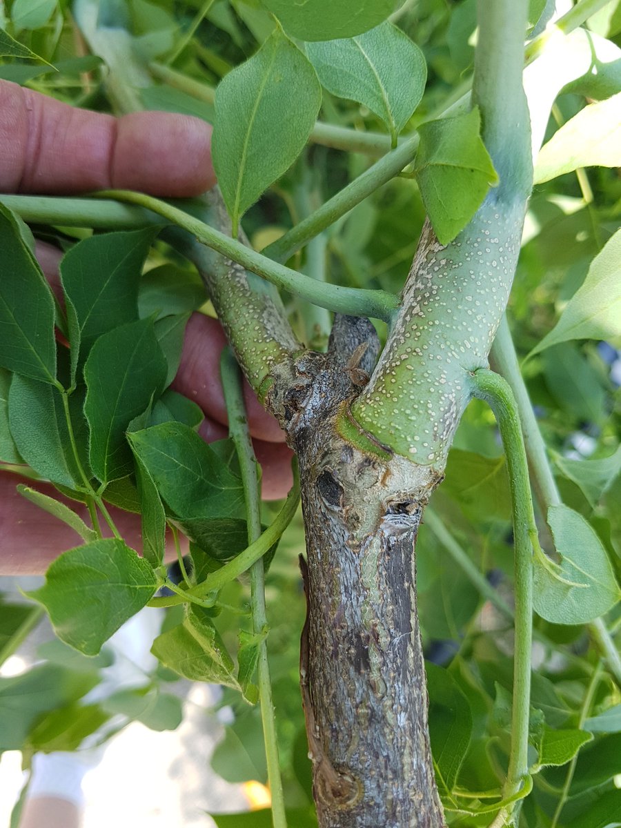 Fall 2015 Kentucky coffeetree looked great; just needed a little pedestrian clearance. That pruned-off branch is all this year's growth. #NewtonMA #trees