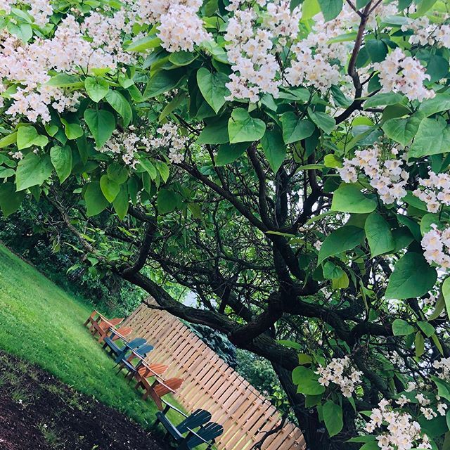 SchramVineyards's tweet photo. Our Catalpa tree is in bloom, but hurry, it only lasts a few days! Pair these Adirondack chairs with a bottle of our Blossom wine for a perfect little Sunday afternoon. #sundayfunday #catalpatree #onlyatschram https://t.co/3C7kJiE4CC https://t.co/AucfnnVIKC