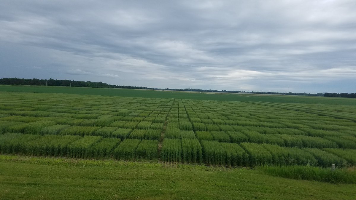WheatInnovation's tweet photo. Beautiful afternoon with winter wheat trials at Brookings, SD. #wheatSD https://t.co/BDkwkJ3JRM