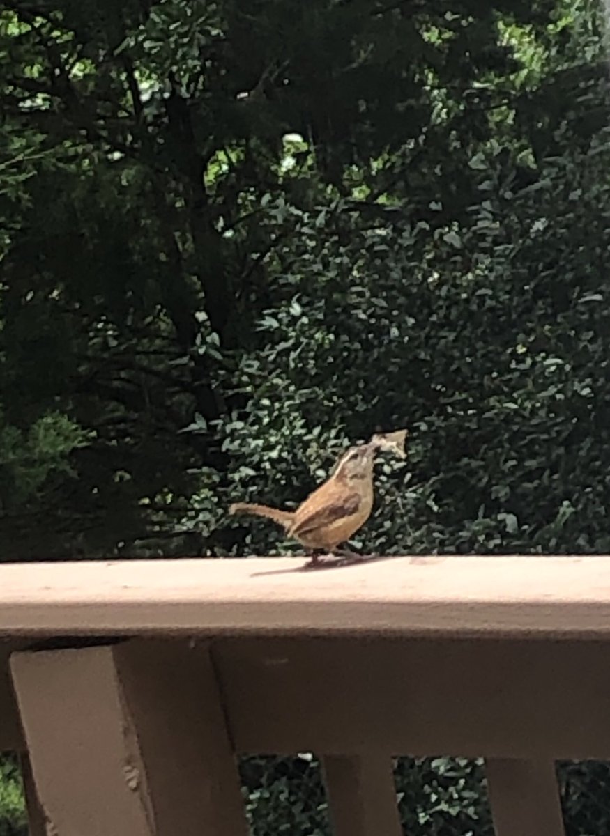 CastellKim's tweet photo. This guy/gal and his/her mate are trying to build a nest in this space🤦🏻‍♀️#nobirdsallowedthere #notabirdfan #theresatreerightthere #findatree #novacancies https://t.co/jsJGdAPUvI