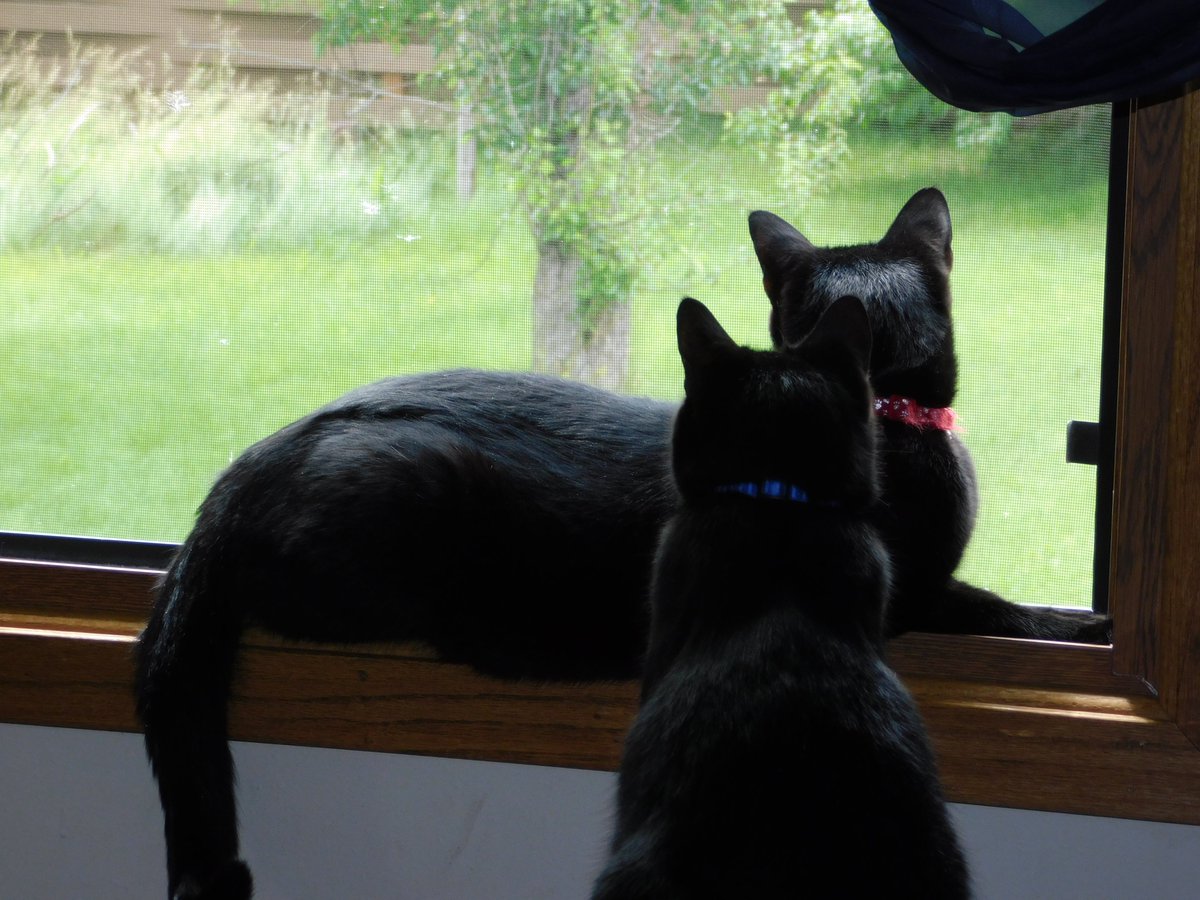 DoubleT65897624's tweet image. We take turns laying on the windowsill..... 

#CatWorldProblems #BlackCats 
@hotrod_mom