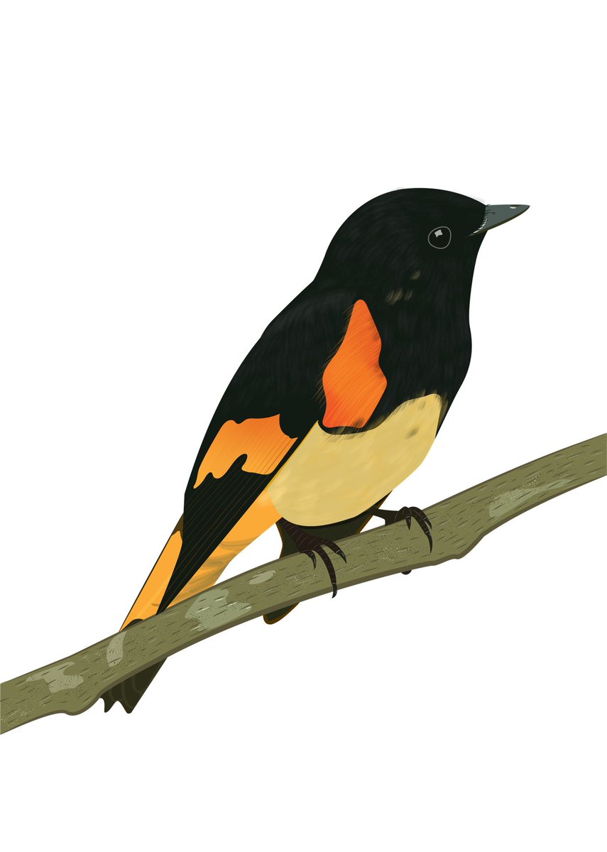 austinrspence's tweet photo. Interested in how weather affects bird populations across their ranges? Look out for @ANStillman and me at #AOS19AK to learn how we’re using BBS data to do this with 150+ bird species like this AMRE! Would love to talk about it with you Thursday poster session this week @AmOrnith https://t.co/hVS9Wch3jc