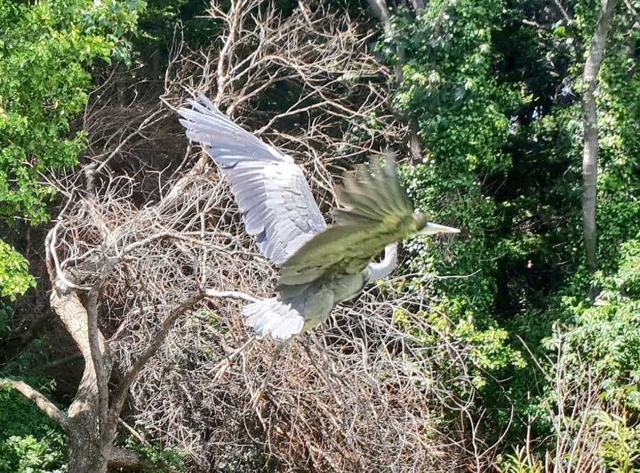 SusanSweeny's tweet photo. The river Slang. Gregory Peck no longer the chiseler on the block flew in for lunch and a gawk. Having had his fill he fecked off with the usual guttural squawk. #riverslang #slang #wildlife #DodderAction @OhSaintsnovel #green @verysouthdublin https://t.co/p1HaqY2pkQ