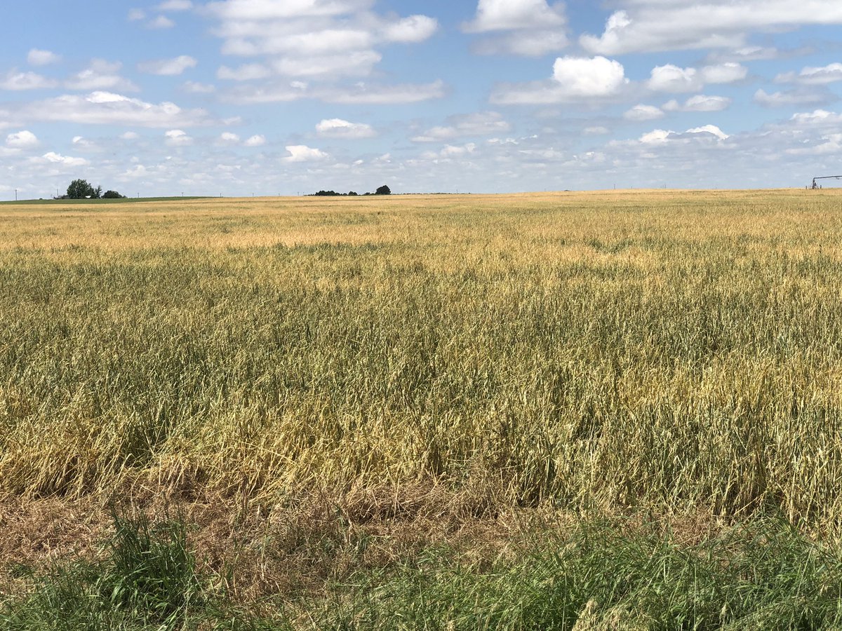 Most of our farm was shredded by worst hailstorm we have ever seen in central Gray County, KS last night. We were worried about bin space for great looking wheat yesterday, not anymore. Before &amp; after of one of our corn fields. Very widespread... #plant19 #harvest19 #AgTwitter