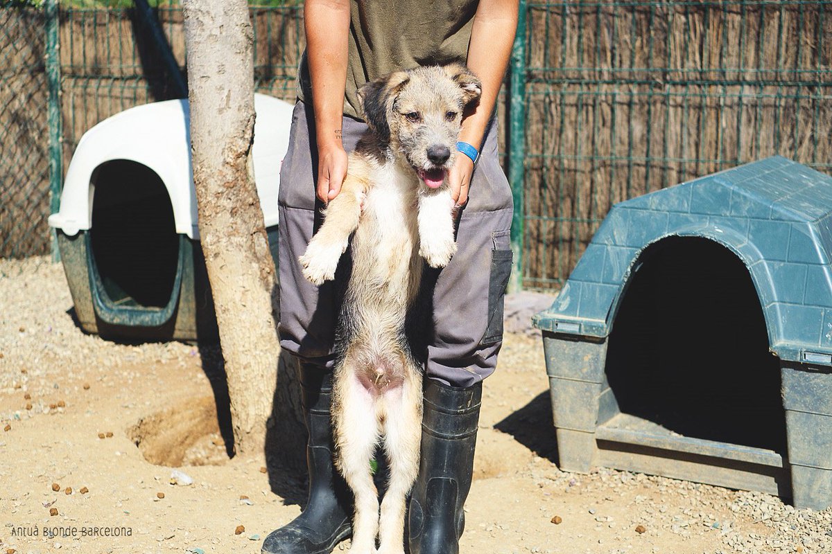 protemataro's tweet photo. Els més petits: Banner, Bolt, Boss i Tasha. Tenen 3 mesos i no volem que hagin de crèixer en un refugi d'animals. Seran de mida gran. Són un amor!!! Veniu al refugi de cal Pilé de Mataró i els podreu conèixer! #elsmespetits #buscocasa #adopcioresponsable #etselmeufutur https://t.co/lON3HrL5tE