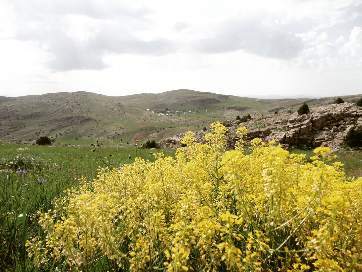 Kutluca köyü Sarı çiçek yaylası
2019