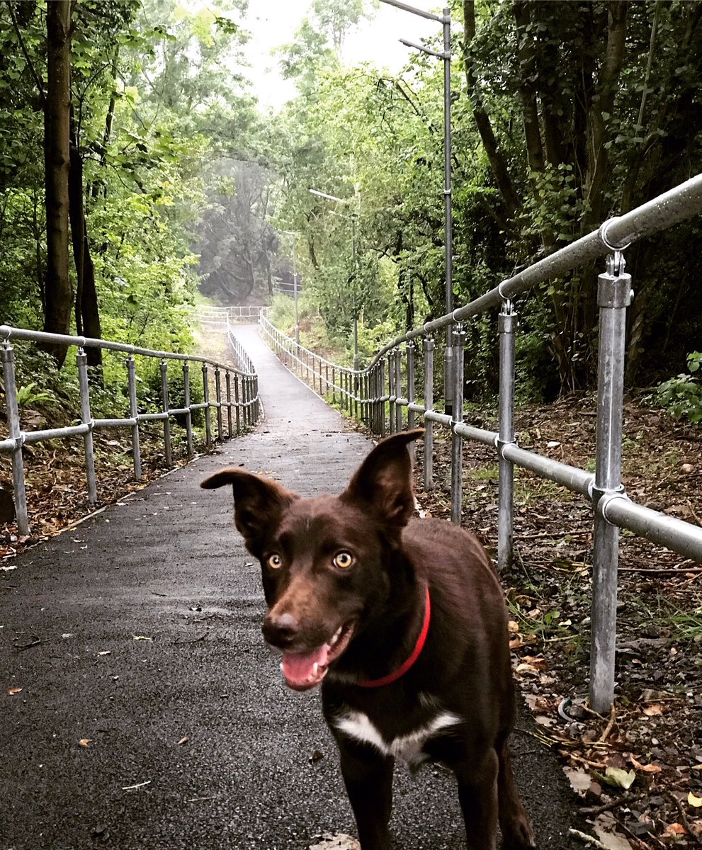 KelpieSal's tweet photo. Top of the hill https://t.co/U7JealTOwf