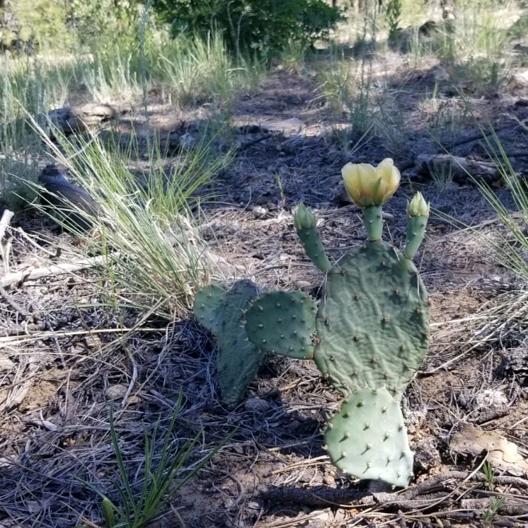 ApacheAZ3013's tweet image. #Desert #Cactus #Flower #Flowers #Bloom #MorningHike #MorningMotivation

#Photography #Photograph #NationalPark #NationalForest #2017

#Hike #Hiker #Hiking #Camping
#Runner #Trailrunner #Backcountry #Service #Guide

#ApacheAckerman
#ApacheAZ3013