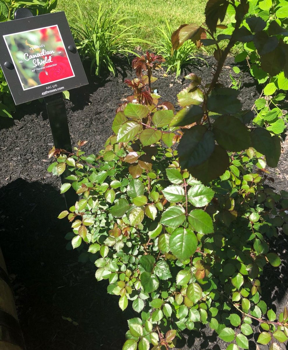 An example of Canadian beauty and innovation, these Canadian Shield Roses were developed by the people here at the Vineland Research and Innovation Centre. We are a bit behind this year in seeing them begin to bloom but keep an eye out for those pics! <a href="/49throses/">49throses</a> <a href="/vinelandrsrch/">Vineland Research and Innovation Centre</a>