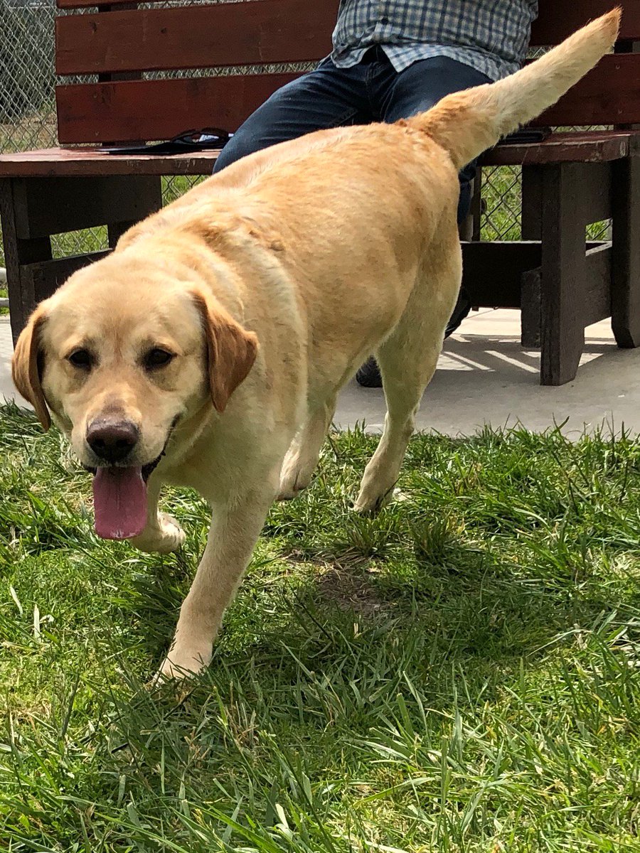 GG_Lab_Rescue's tweet photo. TESSA almost 5 yr Yellow Female Lab, Spayed, 70lbs. Tessa is a lively girl. Very good with people and undersocialized with dogs she is not familiar with. She will require ongoing dog-on-dog socialization work #goodgirl #lovelabs https://t.co/7UMlX1vfs7