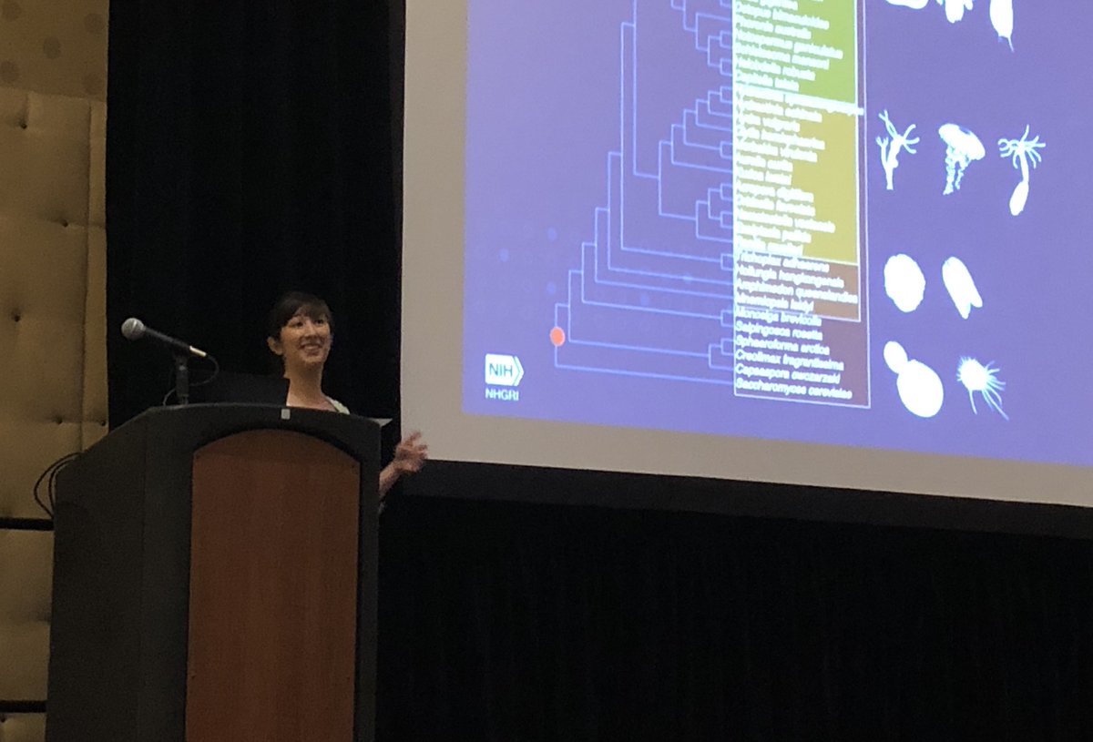.@esallychang describing her work on the emergence of #diseasegenes across the #metazoa at #Evol2019, underscoring why developing new animal models for the study of #humandisease is super-important. Good stuff!

#hydractinia #cnidaria  @genome_gov @IRPatNIH
