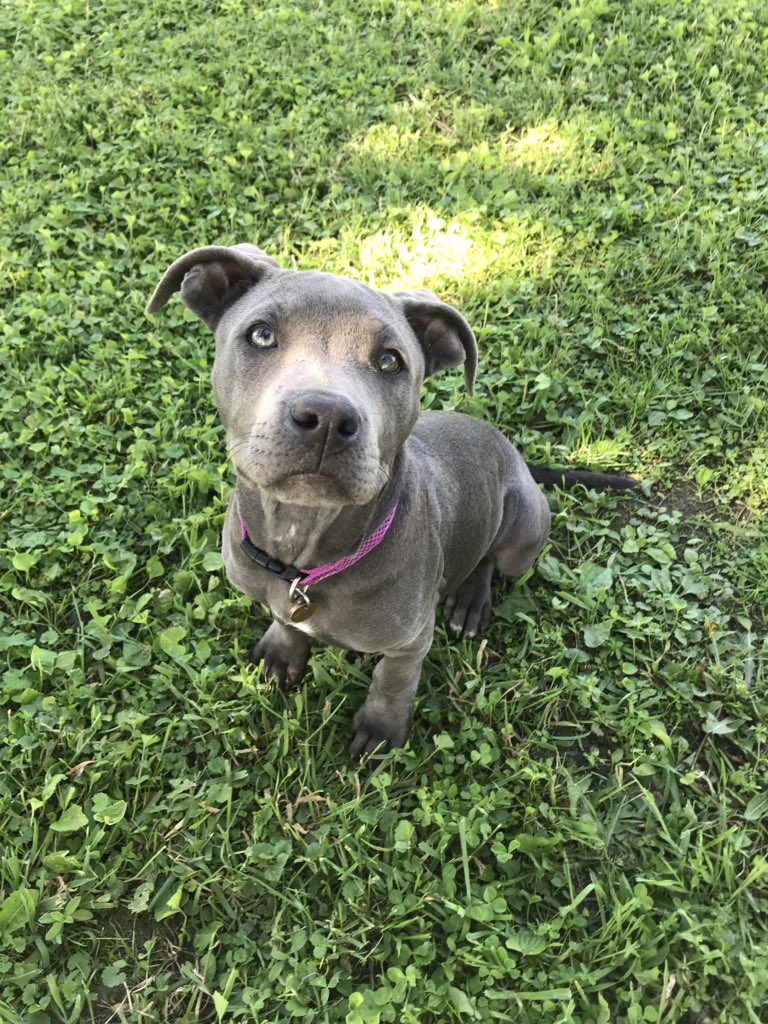 Starrrrdust21's tweet photo. Echo is the purest of pure #pitbull #mybaby #doggo #furbaby https://t.co/icdaTqScRD