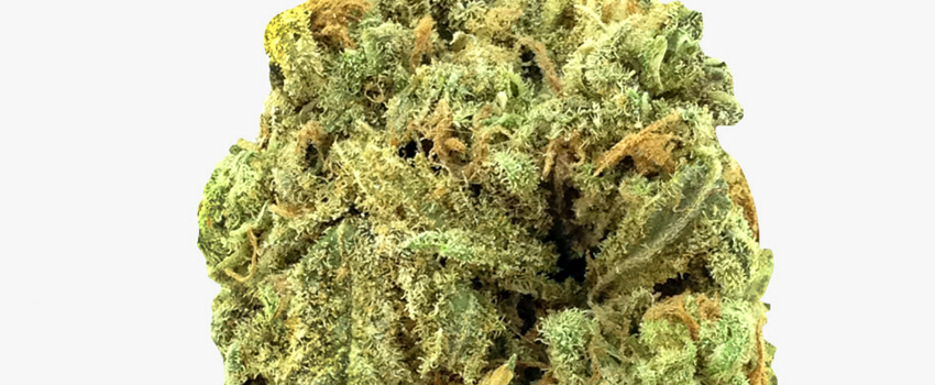 cana_kush's tweet photo. #SuperBlueDream, if grown indoor, should be ready for harvest in 8 to 9 weeks. By then, the expected yield should be around 12 to 16 ounces per square meter.
https://t.co/ww0pXcPnGK #canakush #cannabis #couponcode canakush https://t.co/RPyLF5LozE