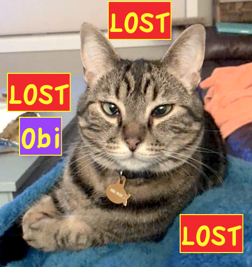 *Indoor* TABBY CAT LOST in <a href="/CopperwoodLeth/">Copperwood</a> WEST - 'OBI' went missing last night (Saturday, June 22) around 8PM. Please call or text 403-360-3414 with any info facebook.com/LethbridgeAndA… *PLEASE RT* #YQL
