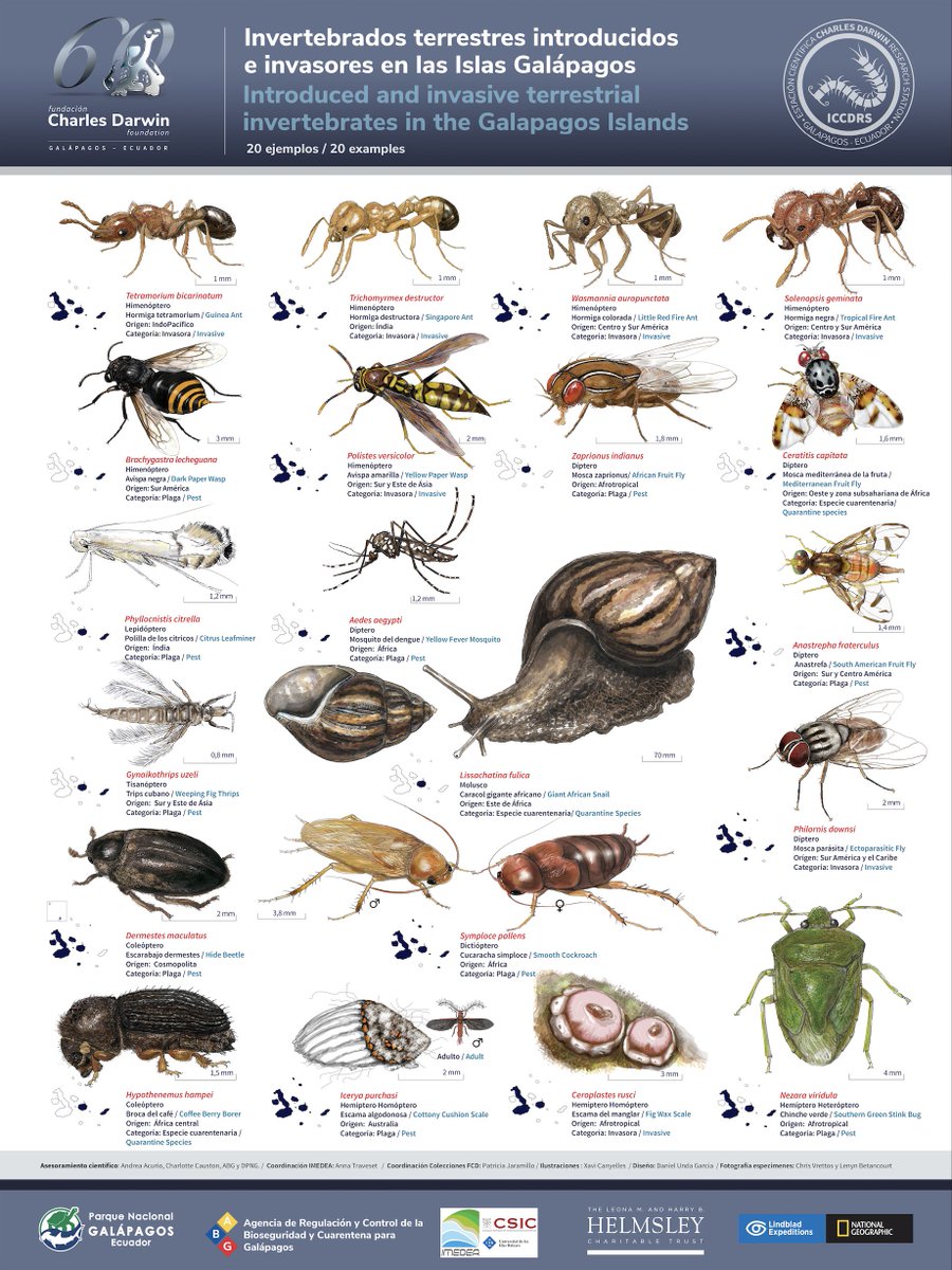Ha sido un honor para mi, el ilustrar éste póster dedicado a las 20 especies de #invertebrados más invasoras de las Islas #Galápagos. Gracias a los especialistas por asesorarme en todo momento y al equipo de científicos que ha confiado en mi.
