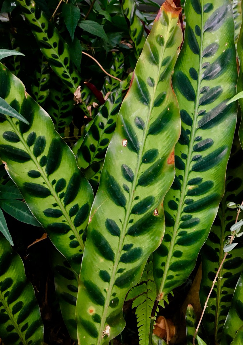 Look at the leaf-like markings on the foliage of this Calathea. It has been suggested that these could comprise a form of camouflage, distracting visually orienting herbivores from a would-be meal.