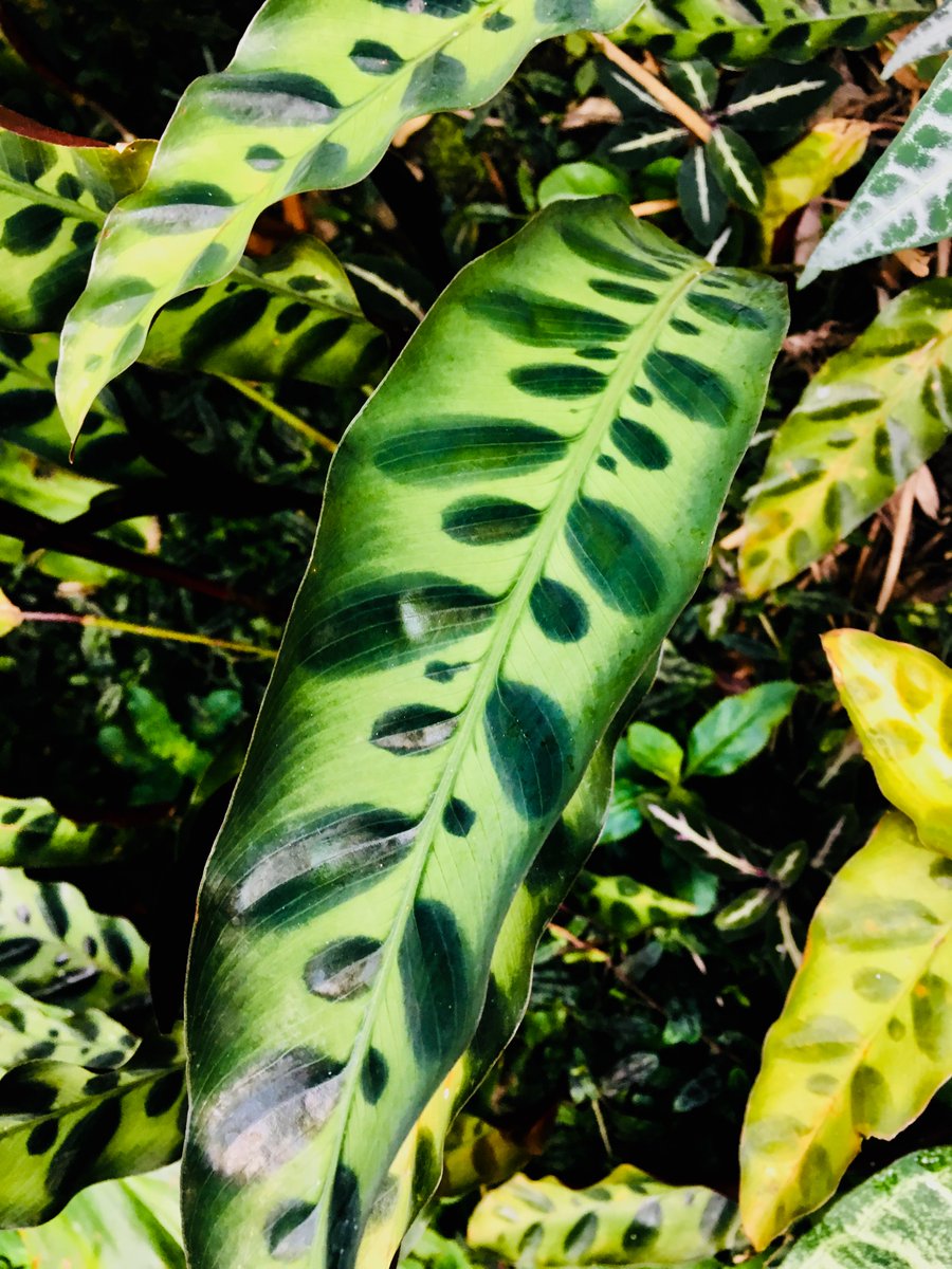 thorogoodchris1's tweet photo. Look at the leaf-like markings on the foliage of this Calathea. It has been suggested that these could comprise a form of camouflage, distracting visually orienting herbivores from a would-be meal. https://t.co/RfEULOtH56