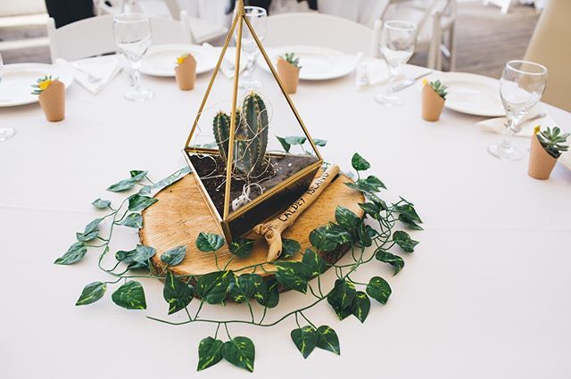 KatiedeSilva's tweet photo. Oh the joy! Succulent heaven at the wedding table...and as favours too! 🙌🏻 🧡🧡🧡
➵ ➵
➵
#adventurouswedding #adventurebrides #junebugweddings #radstorytellers #adventureseekers #lovetotravel #southwalesweddingphotographer #southwaleswedding #brideto… https://t.co/PkKYkfu9Fz https://t.co/mWemhPWRlK
