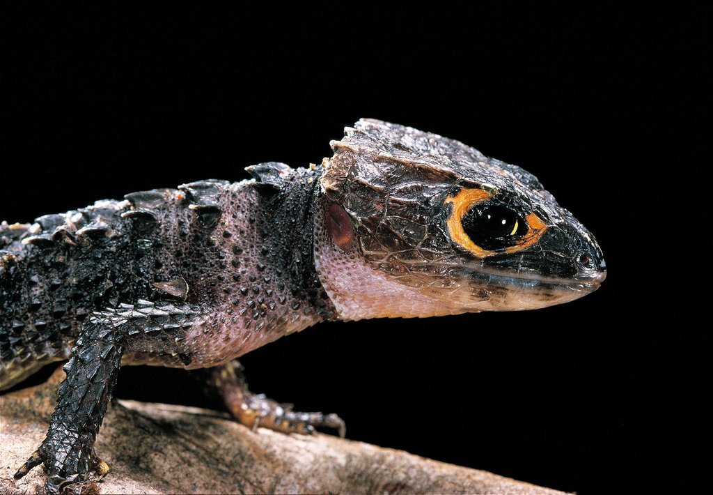 Skink of the Week: Red-eyed crocodile skink (Tribolonotus gracilis). 