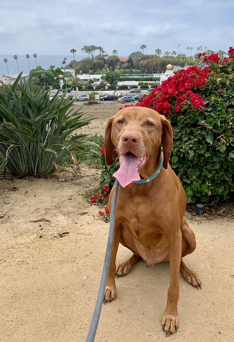  #ThoughtsFromTodaysRunSummers first run with Satchel at Swami’s Beach.