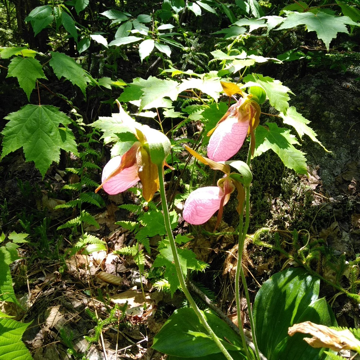 lauridecato's tweet photo. Lady Slippers,New Hampshire https://t.co/c8HQcYGaJB