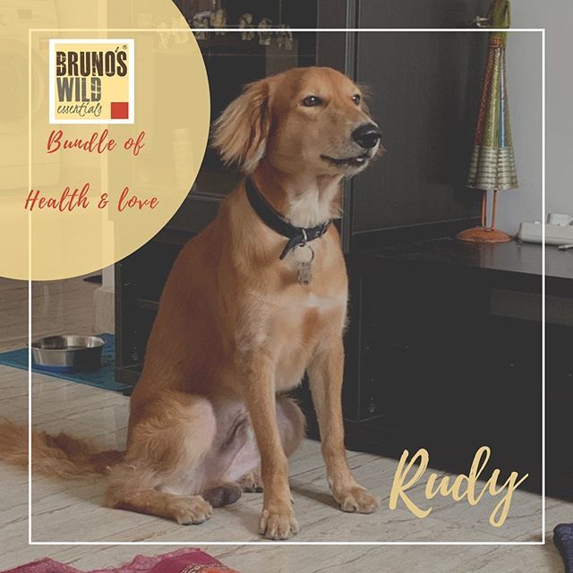 Rudy !
#mongrels #dogsofindia #dogsofchennai bit.ly/2Fs88oA