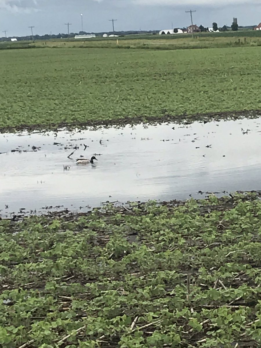 This kinda sums up #plant19 and #harvest18 and #sidedress19 #quiteatingmybeans!