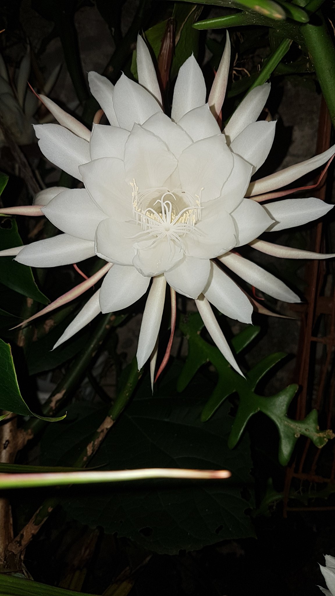 Flowers 🌸 on Twitter "Kadupul flower Most expensive flower in the