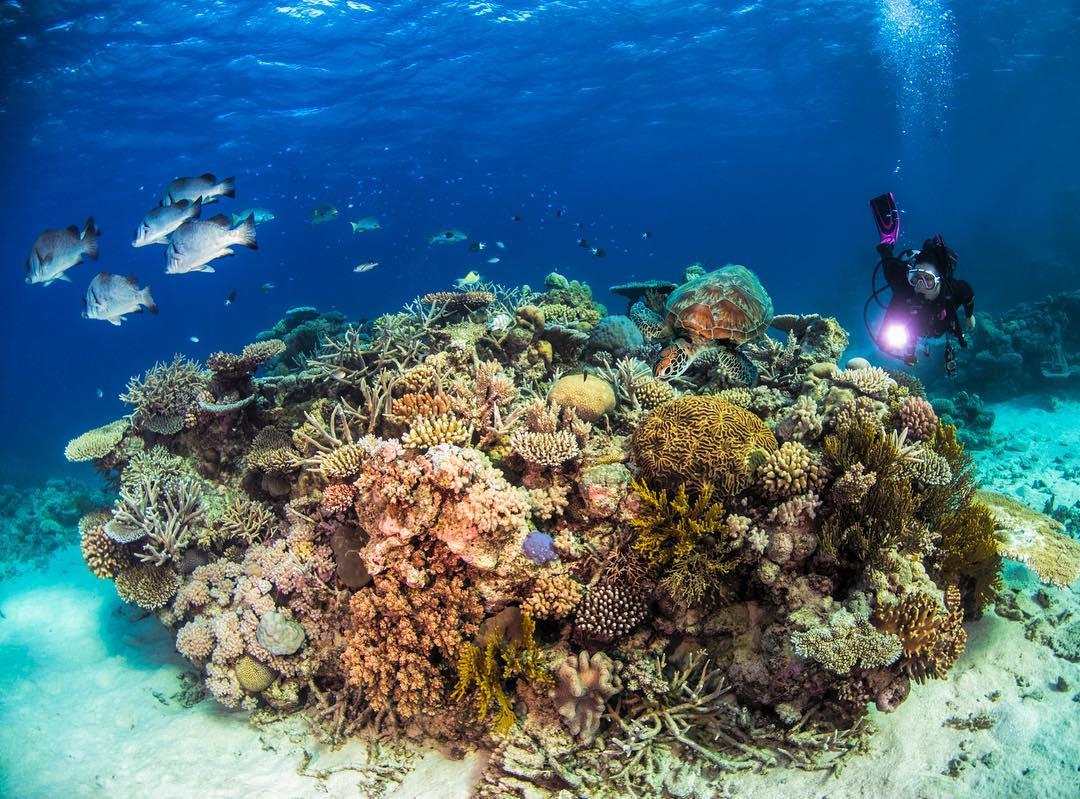 PADI's tweet photo. Who wants to just jump on a plane and dive this reef right now!? 📷: IG user christian_miller_photo in the Great Barrier Reef https://t.co/ip6d2RPaqN