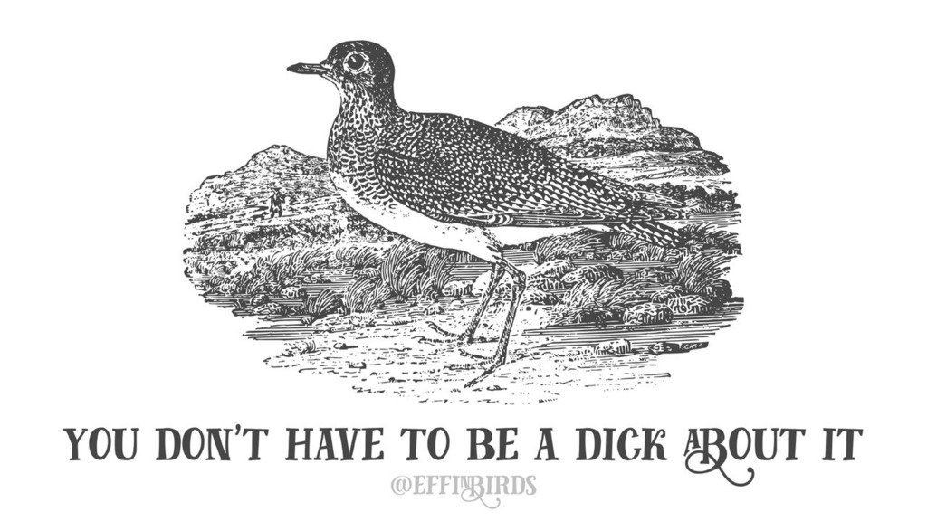 Effin' Birds (@effinbirds) on Twitter photo 