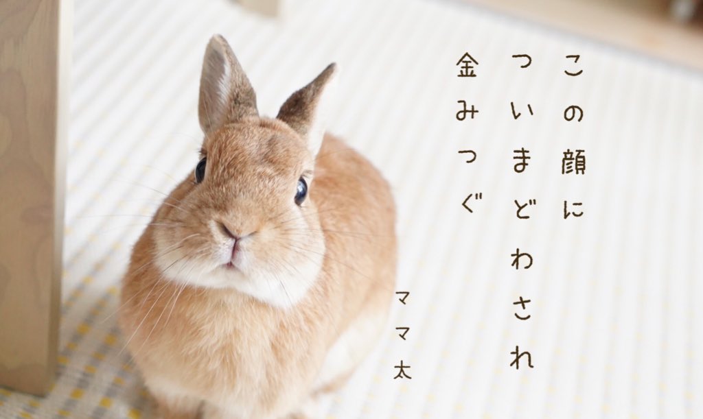 チビ太(CHIBITA🐰)のママ太 tweet media