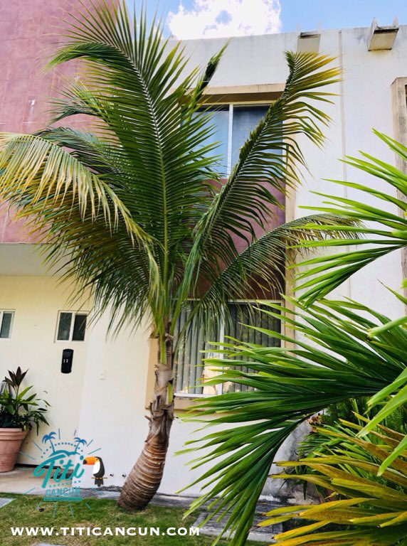 TiTi_cancun's tweet photo. 🏝TU CASA VACACIONAL EN CANCÚN🏝

‼️Desde 500 pesos por día‼️

Ejemplo: “Casa Vacacional Fermin”

👉 Para 6 personas
👉 2 recamaras, 3 baños completos
👉 Climas en recámaras y sala
👉 Albercas al frente con asador y palapa 

#cancun #rivieramaya #vacaciones #playa https://t.co/hh6Al4dvyl