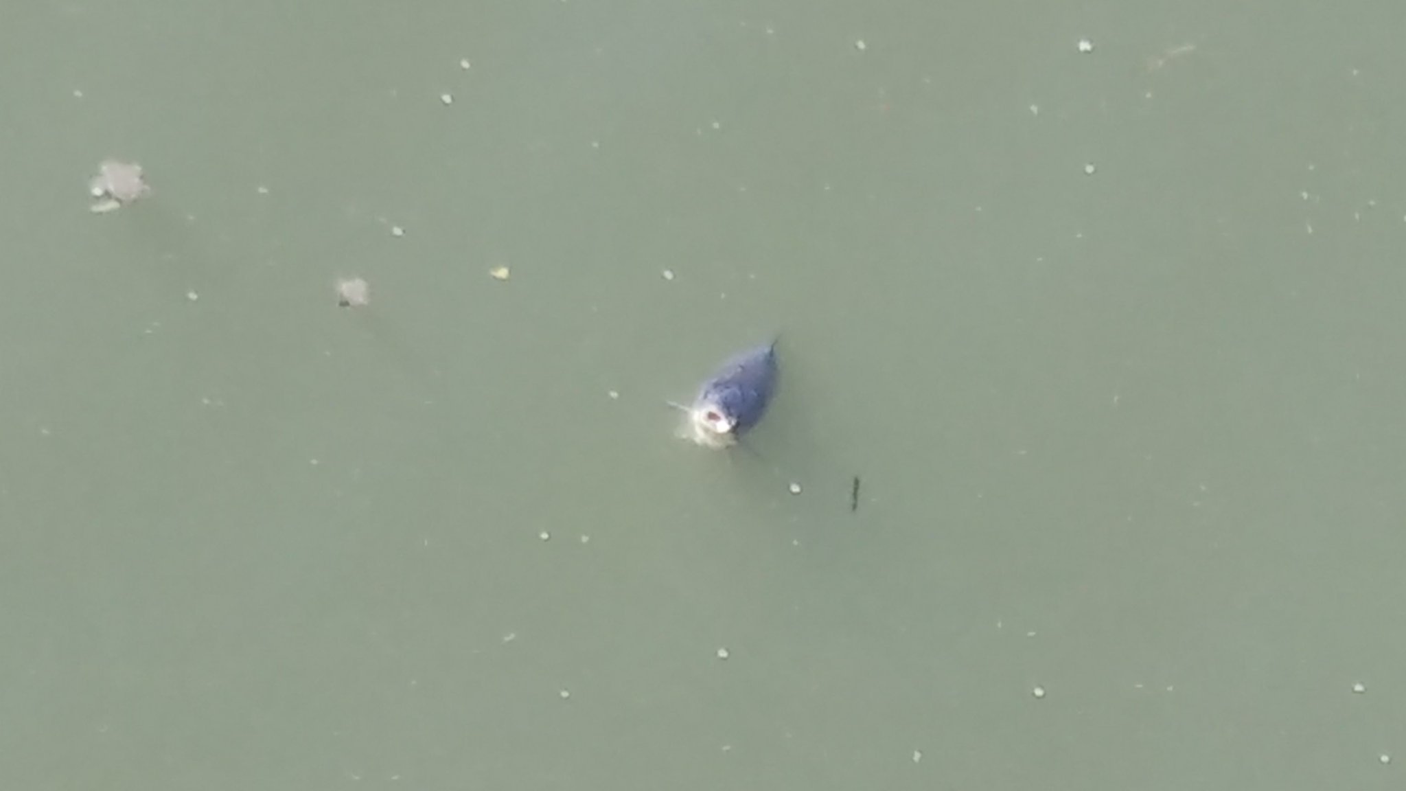 تويتر Ult على تويتر 今朝の寝屋川 酸欠のためか魚の死体が多数うかんでました 生きてる魚もみんな水面に口を出してパクパク 大阪 寝屋川 T Co Jtcvn16ray