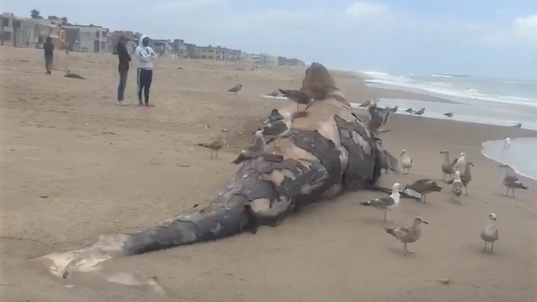 So many dead gray whales are washing up on West Coast beaches – like this one that showed up in Oxnard – there's no place to put all the putrid carcasses. bit.ly/31YbAB4