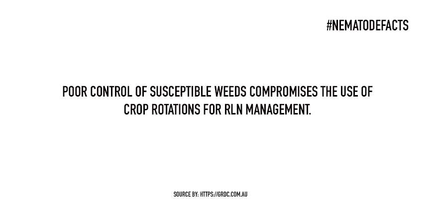 NematodeFacts's tweet photo. Weeds can host plant-parasitic nematodes. https://t.co/uiXURR0bJt