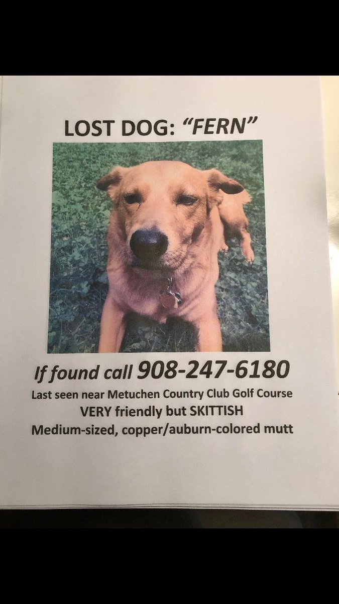 MightyMutts's tweet image. 