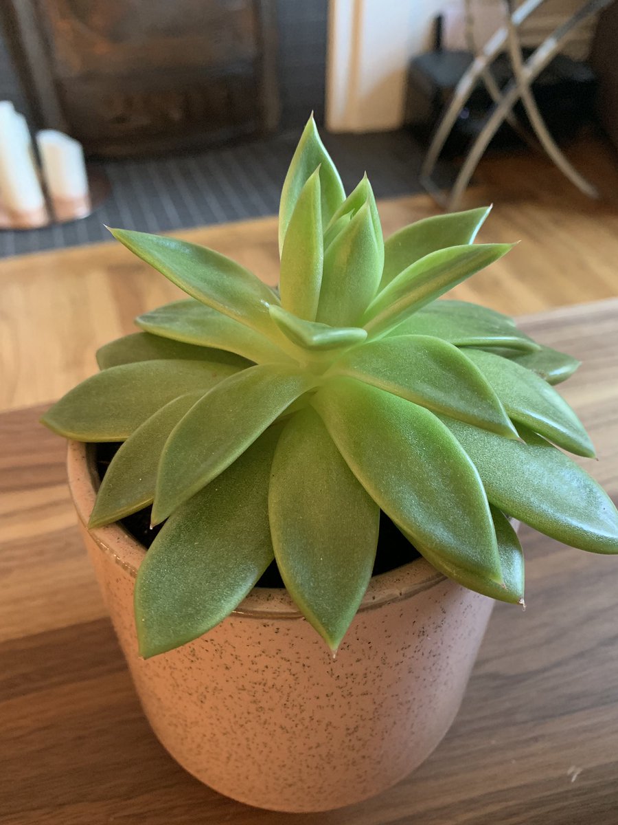nmarshh's tweet image. My mental health may not be thriving, but my plant babies sure as heck are!