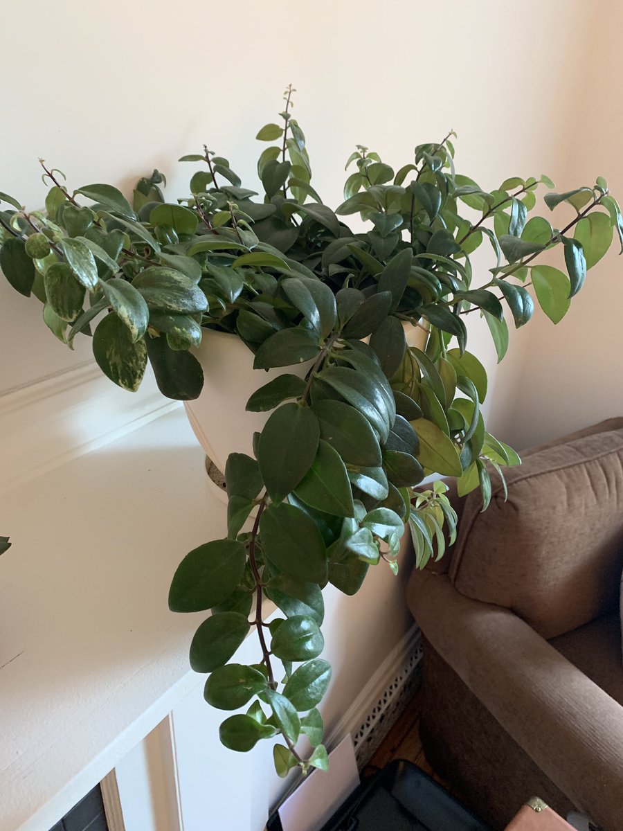 nmarshh's tweet image. My mental health may not be thriving, but my plant babies sure as heck are!