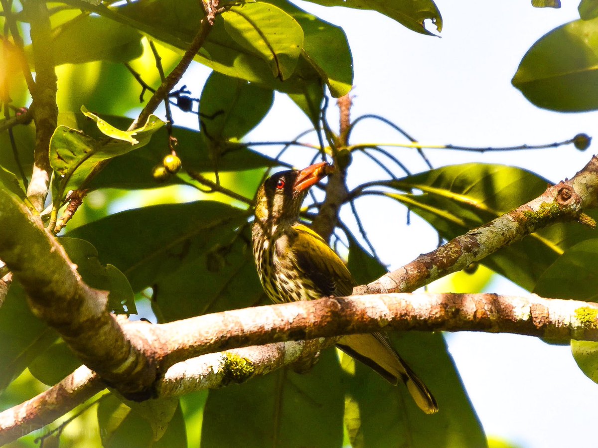 ElNidoArtcafe's tweet photo. Dark-throated Oriole male #birdwatching at Lio estate. π³
#DarkthroatedOriole #palawan #Oriole #palawanbirds #BirdsofPalawan #elnidobirds #philippinebirds #birdsofphilippines #birdsofelnido #natgeowild #BirdwatchingPhotography #AsianBirds https://t.co/mLOKo8Umk0