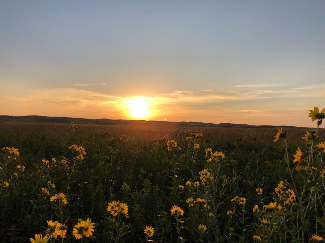 SDPheasants's tweet photo. Pollinator Week: More than Just Pollinator Habitat
As the ☀️ sets on #PollinatorWeek2019, we hope you've enjoyed seeing some of the work we do for pollinators! We don't necessarily do it because we are a "pollinator organization", we do it because we are the HABITAT ORGANIZATION! https://t.co/7gxxwSzyoC